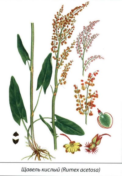 Щавель кислый - рисунок растения