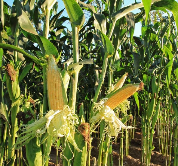 Початок кукурузы - маис