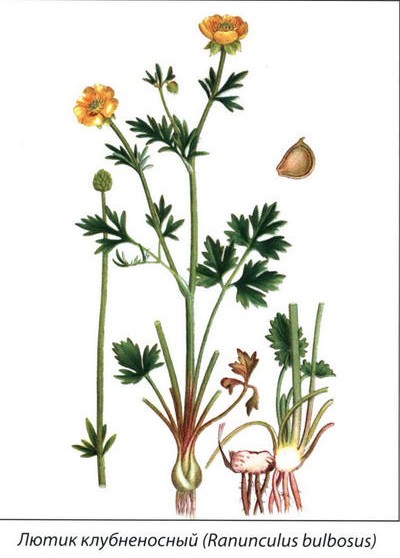 Лютик клубненосный - рисунок растения