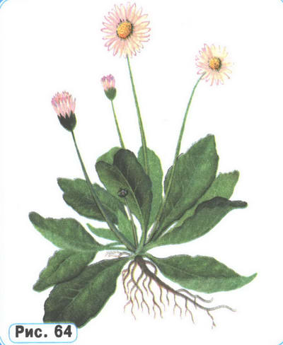 Маргаритка рисунок растения