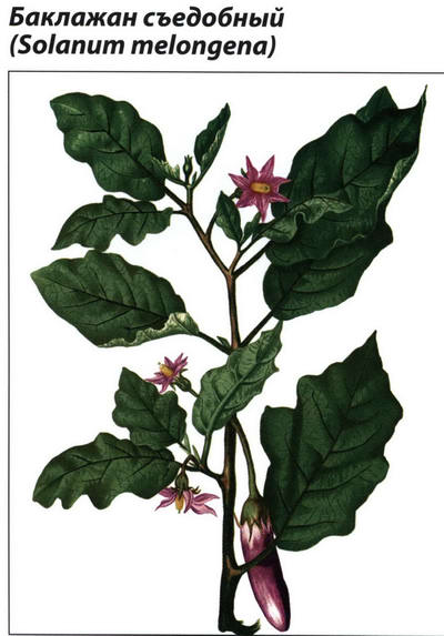 Баклажан - рисунок растения