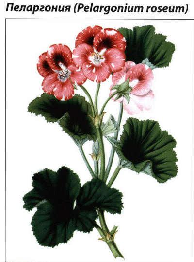 Пеларгония рисунок растения