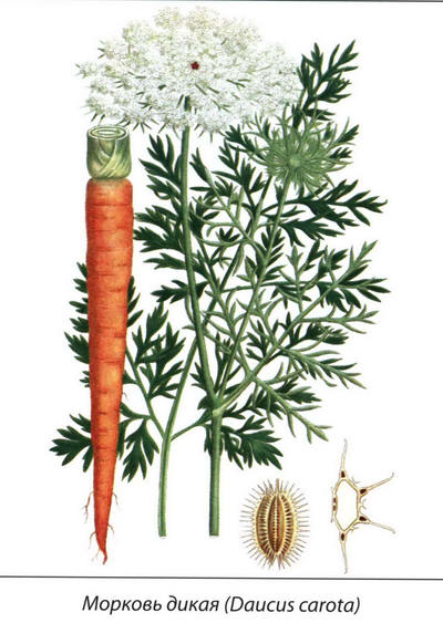 Морковь дикая