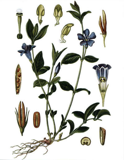 Барвинок рисунок растения