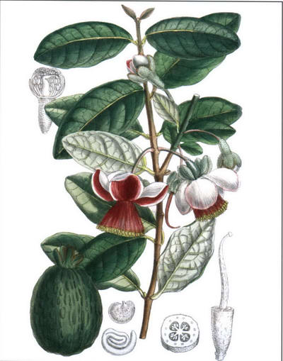 Фейхоа рисунок растения