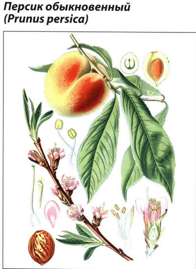 Персик обыкновенный рисунок