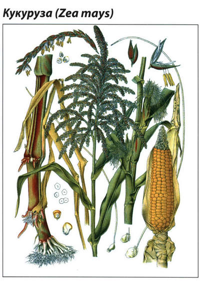 Кукуруза рисунок растения