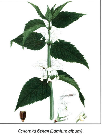 Яснотка белая рисунок растения