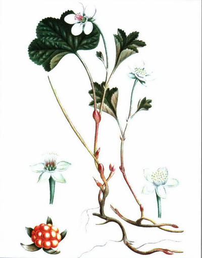 Морошка рисунок растения