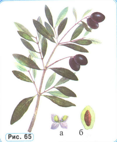 Масличное дерево, Оливковое дерево
