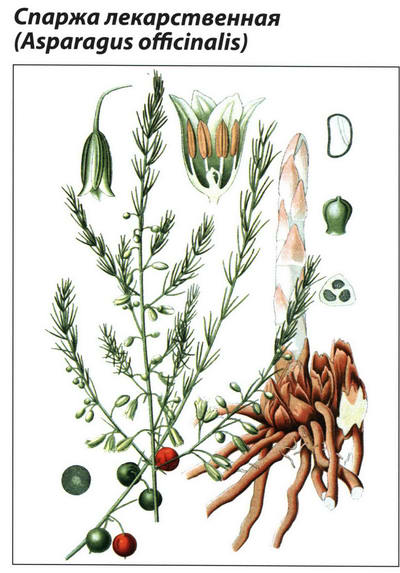 Спаржа лекарственная рисунок растения