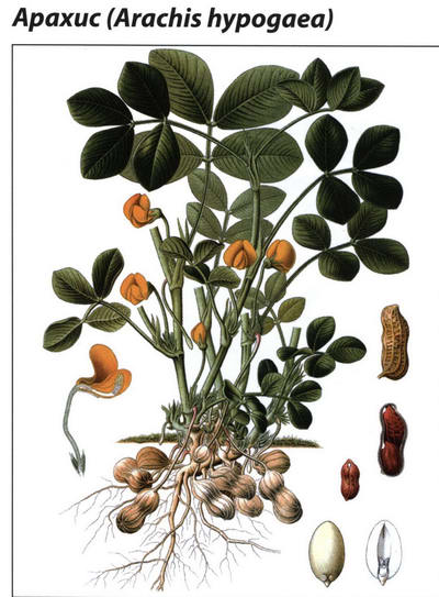 Арахис рисунок растения
