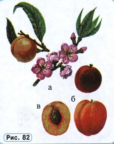 Персик рисунок растения