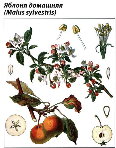 Яблоня рисунок растения