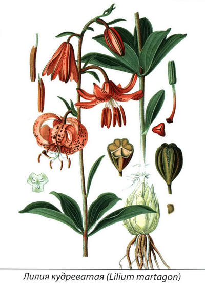 Лилия кудреватая - рисунок растения