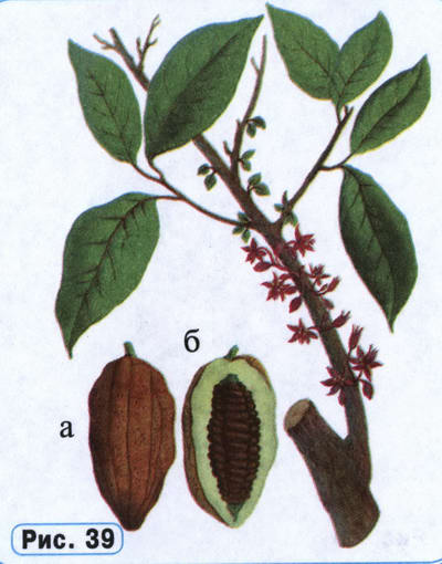 Какао рисунок растения