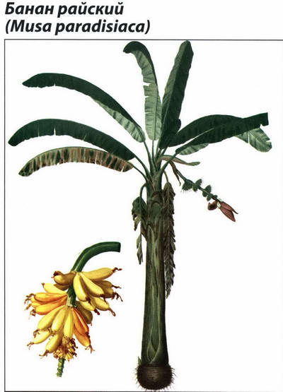 Банан райский рисунок растения
