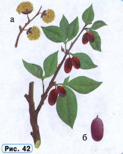 Кизил рисунок растения