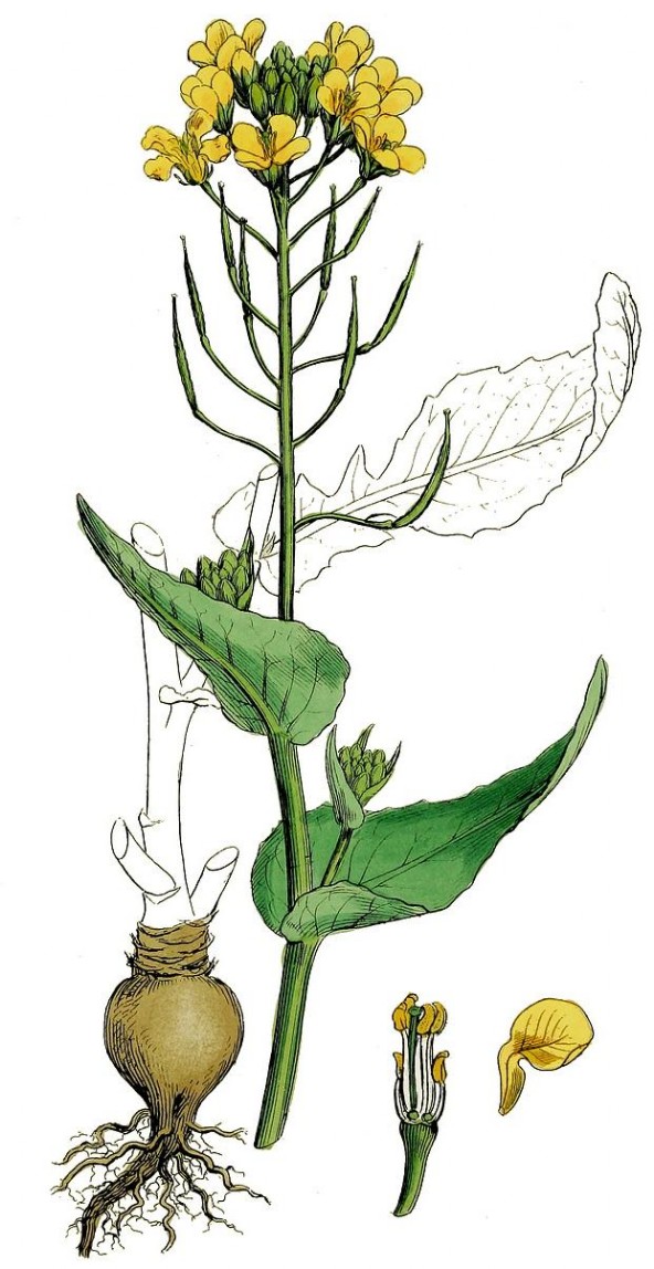 Репа - рисунок растения