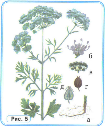 Рисунок растения Анис