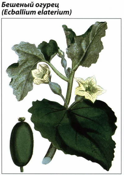 Рисунок растения Бешеный огурец