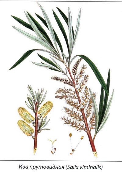 Ива прутовидная рисунок растения
