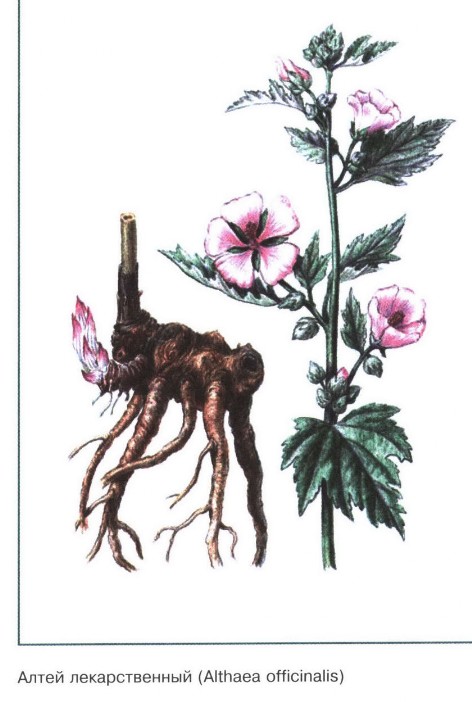 Алтей лекарственный рисунок растения