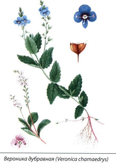 Вероника дубравная рисунок растения