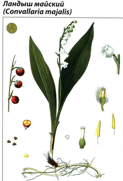 Ландыш майский рисунок растения