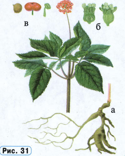 Женьшень рисунок растения
