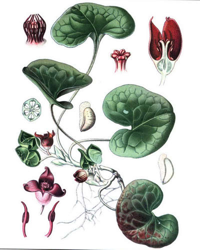 Копытень рисунок растения