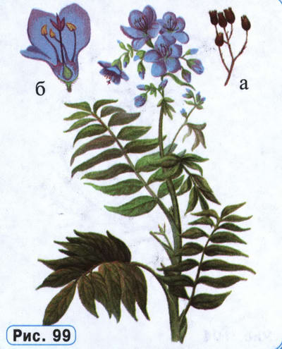 Синюха голубая рисунок растения