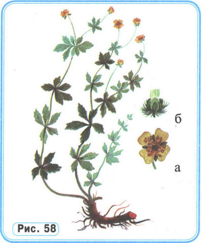 Лапчатка рисунок растения