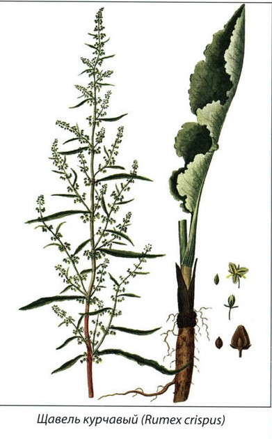 Щавель кислый - рисунок растения