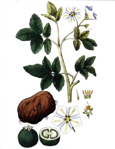 Картофель - рисунок растения