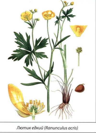 Лютик едкий - рисунок растения