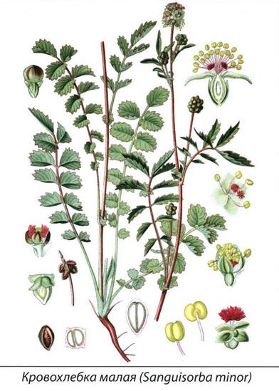 Кровохлебка малая - рисунок растения