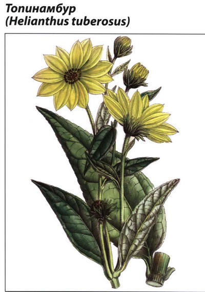 Топинамбур - рисунок растения
