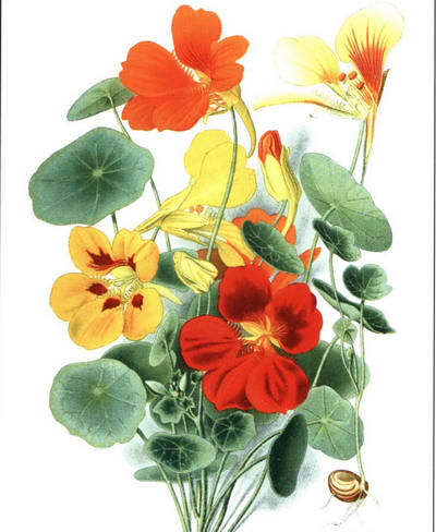 Настурция рисунок цветущего растения
