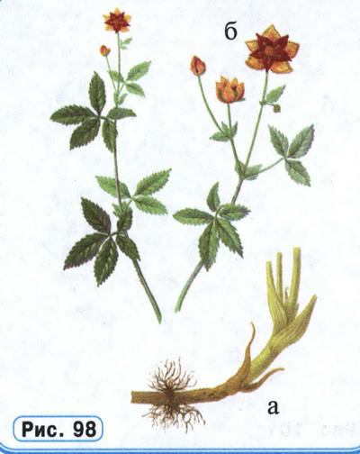 Рисунок растения Сабельник