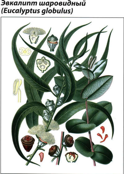 эвкалипт рисунок растения