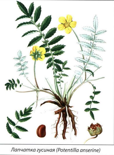 Лапчатка гусиная - рисунок растения