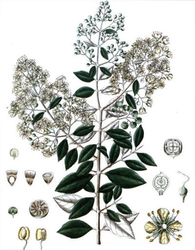 Лавсония или Хна рисунок растения