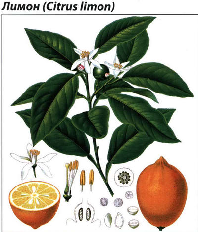 Лимон рисунок растения