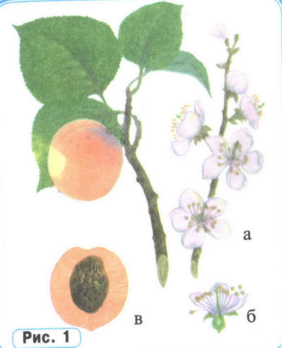 Абрикос рисунок растения