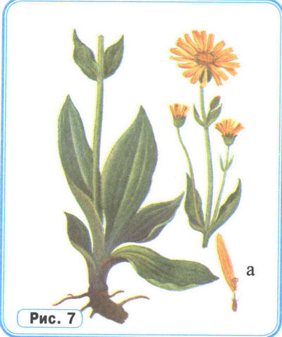Арника рисунок растения