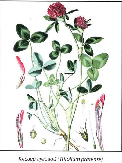 Клевер луговой рисунок растения