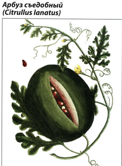 рисунок растения Арбуз