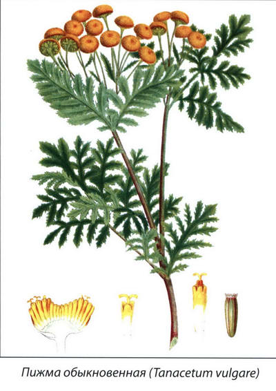 Пижма рисунок растения