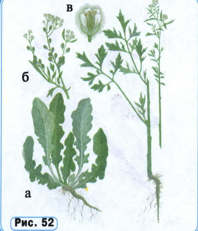 Кресс-салат рисунок растения
